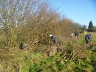 volunteers coppicing a hazel hedgerow