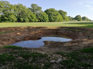 a new pond for great created newts