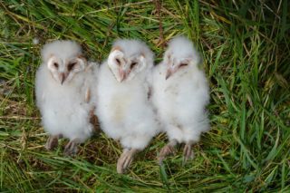 brood of 3 young barn owls