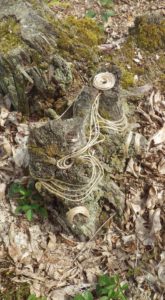 A piece of earth art from King's Wood - chords have been wrapped around a gnarled tree root