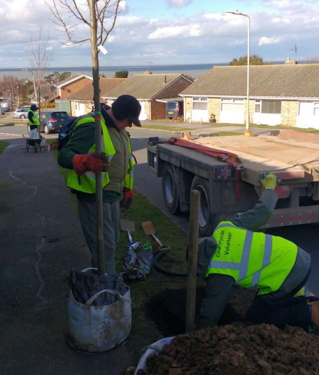 volunteers palnting tree ingrass verge