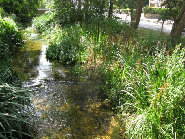 A tributary of the Wandle. The stream looks healthy with good substrate and lots of edge vegetation.