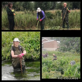 volunteers tackling balsam