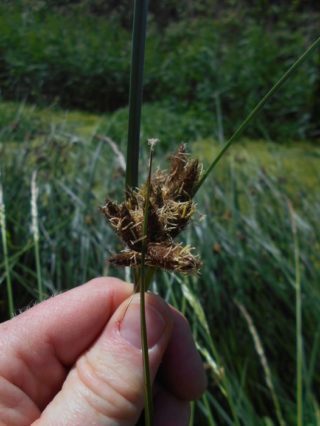 Pond rush plant