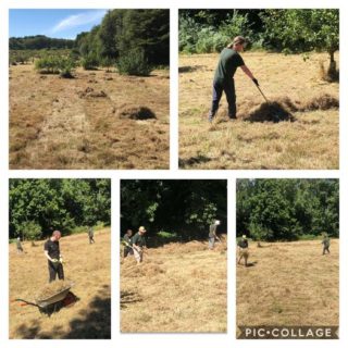 volunteers raking hay