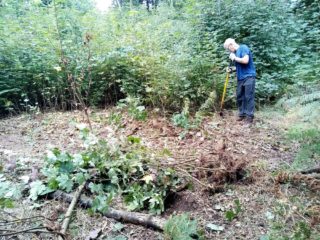 volunteer and sycamore saplings