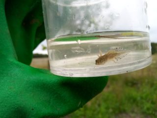 Great Crestde newt lavae