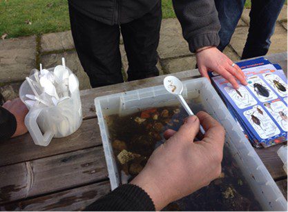Looking at aquatic insects using a plastic tray and tea spoon