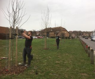 tree planters at work