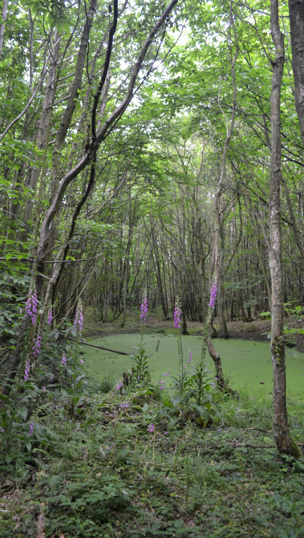 cover image of woodland