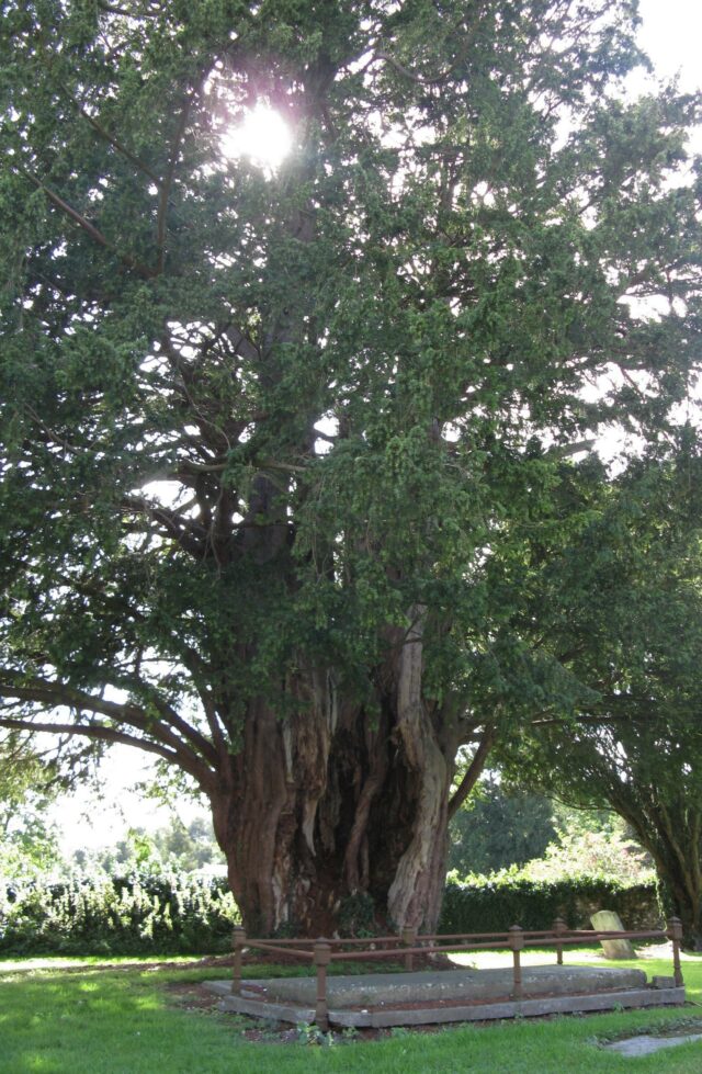 yew tree in churchyard
