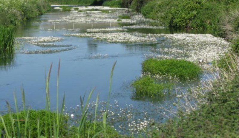 Great Stour near Canterbury with water crowfoot in flower