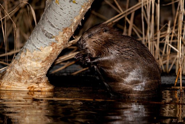 Beaver