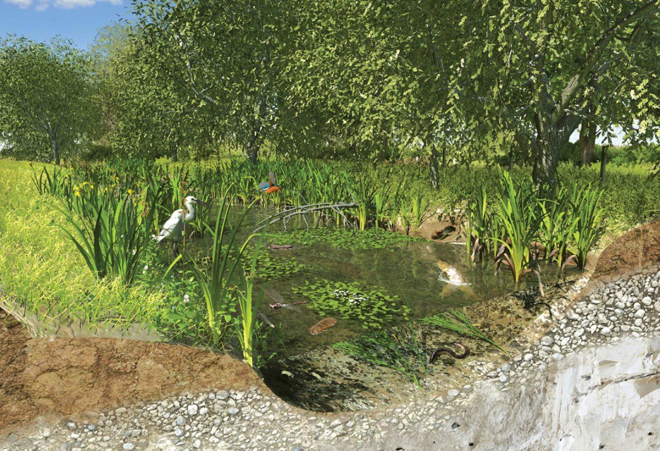 Illustration of chalk stream habitat and characteristic species