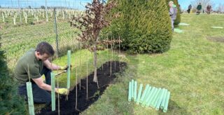 volunteer with hedge planting items