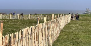 wooden chestnut paling