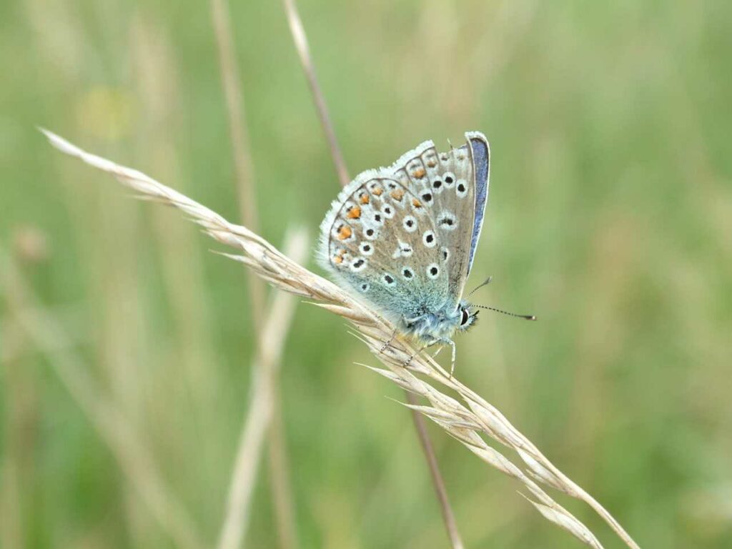 Common Blue Butterfly on Hambrook Marshes