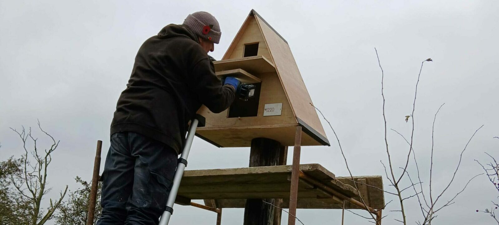 A volunteer up a ladder fitting a wooden triangular band owl box
