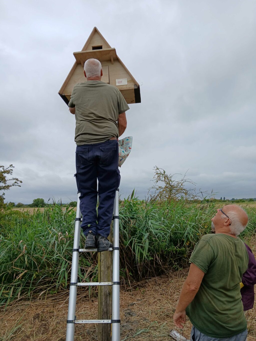 A volunteer up a ladder fitting a wooden triangular band owl box