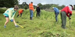 digging out ragwort